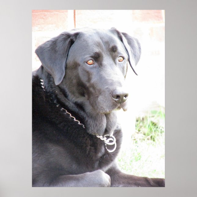 Kohle Poster (Vorne)