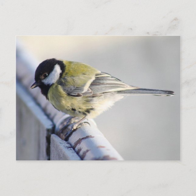 Kohlmeise Postkarte (Vorderseite)