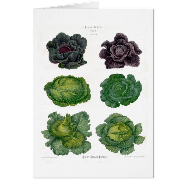 Kohlpflanzen (Vorne)