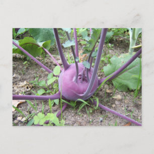 Kohlrabi ~ Postkarte