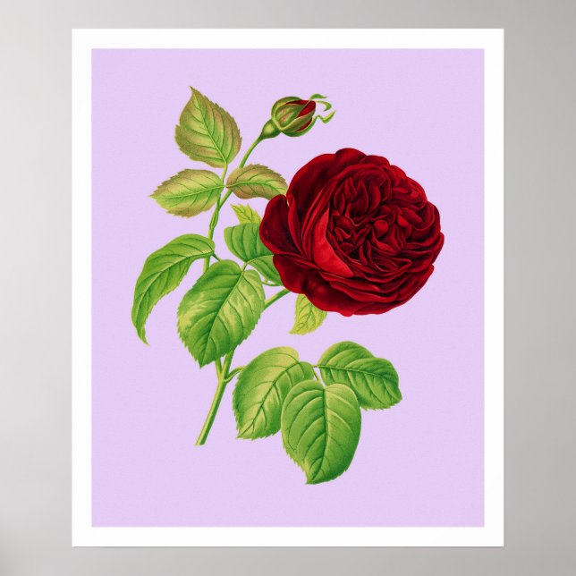 Kohlrose Poster (Vorne)
