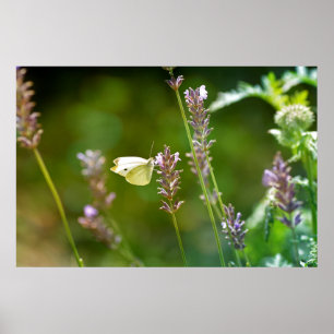 Kohlweißling auf Lavendel Poster