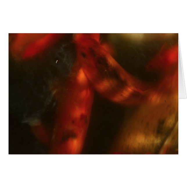 Koi (Vorderseite (Horizontal))