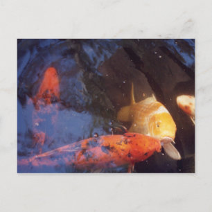 Koi (Begriffsklärung) Postkarte