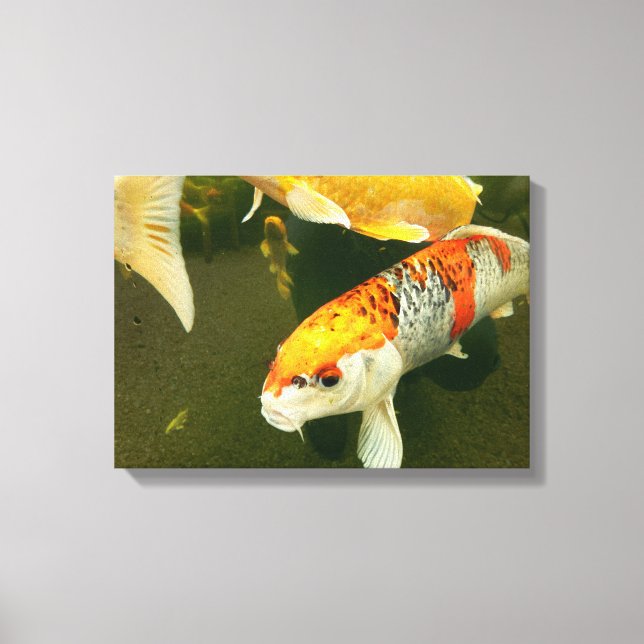 Koi Carp Canvas Print Leinwanddruck (Vorderseite)