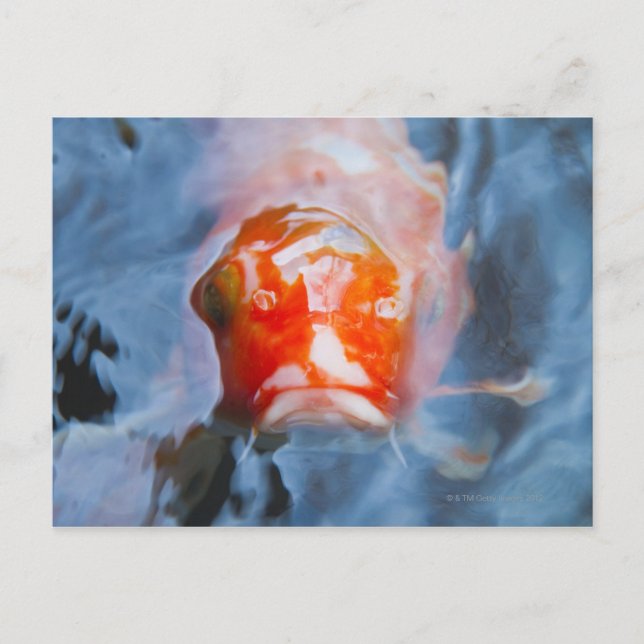 Koi Carp (Cyprinus carpio), Japan Postkarte (Vorderseite)