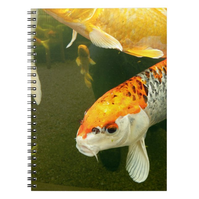 Koi Carp Foto Notebook Notizblock (Vorderseite)