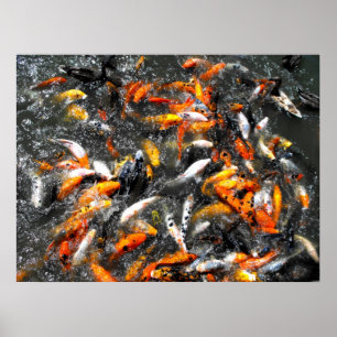 Koi carp fütternd Wahnsinn Poster