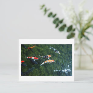 Koi Carp: Japan Postkarte