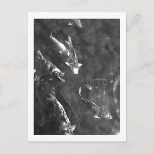 Koi Carp: Japan Postkarte