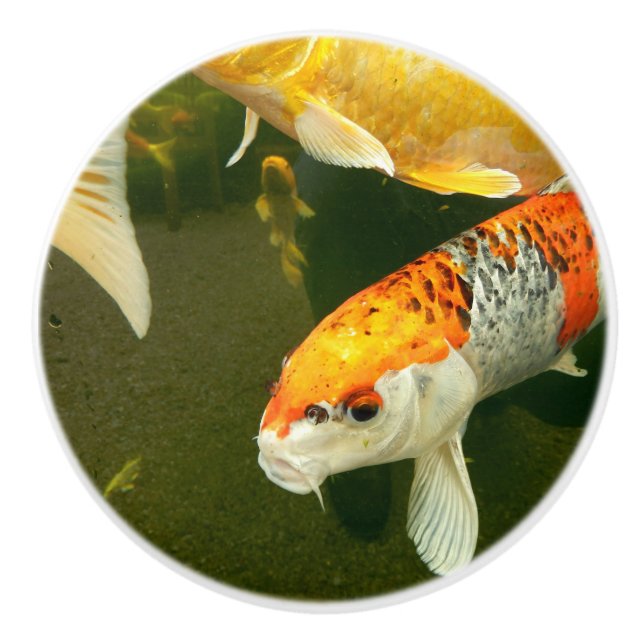Koi Carp Keramik Knob Keramikknauf (Vorderseite)