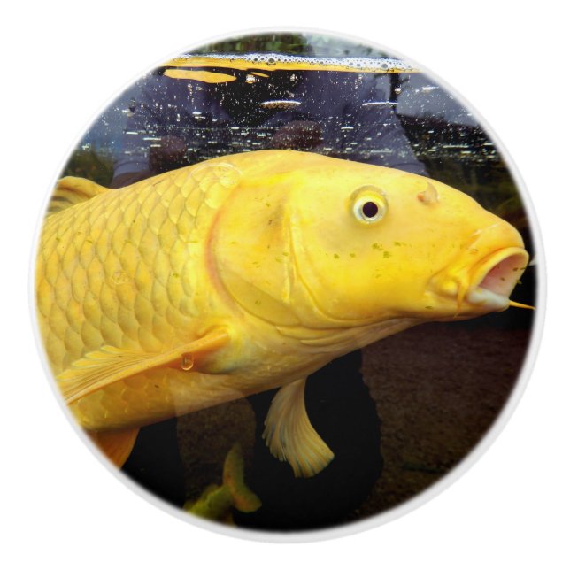 Koi Carp Keramik Knob Keramikknauf (Vorderseite)