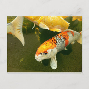 Koi Carp Postcard Postkarte
