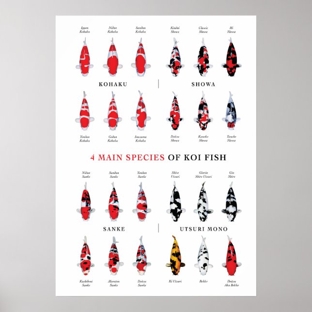 Koi Carp Varety Poster (Vorne)
