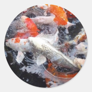 Koi crowd runder aufkleber
