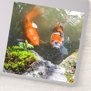 Koi-Fisch in einem Teich Aufkleber