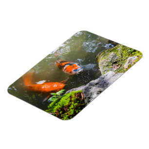 Koi-Fisch in einem Teich Magnet