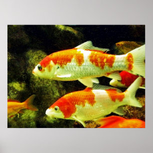 Koi-Fisch Poster