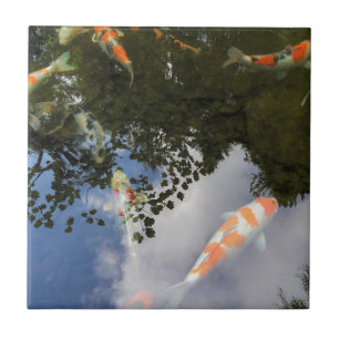 Koi Fische im Garten stauen mit Wasserreflexion Fliese