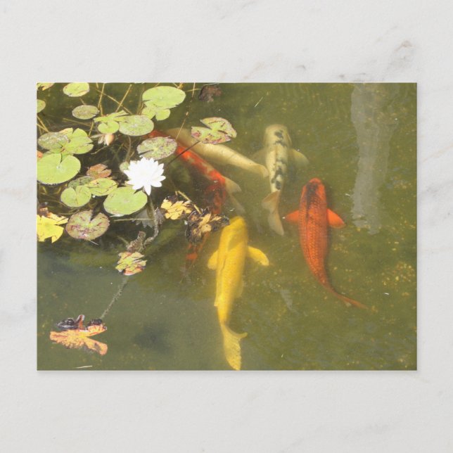 Koi Fische in einem Lilienteich Postkarte (Vorderseite)