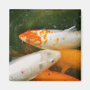 Koi Fische Magnet