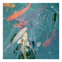Koi-Fische schwimmen im Teich