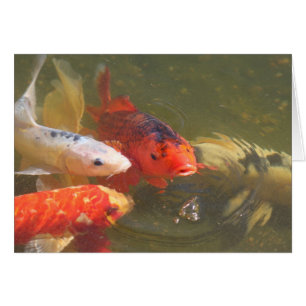 Koi Fische v.1