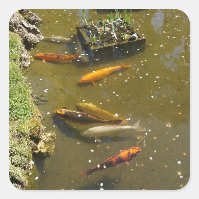 Koi Fish #3 Stickers (Vorderseite)