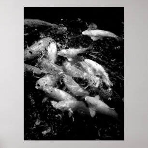Koi Fish in Fütternd Frenzy, Oahu B&W Poster