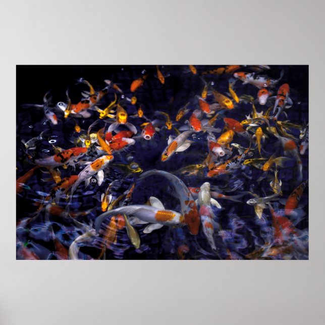 KOI FISH OVER FLOWING POSTER (Vorne)
