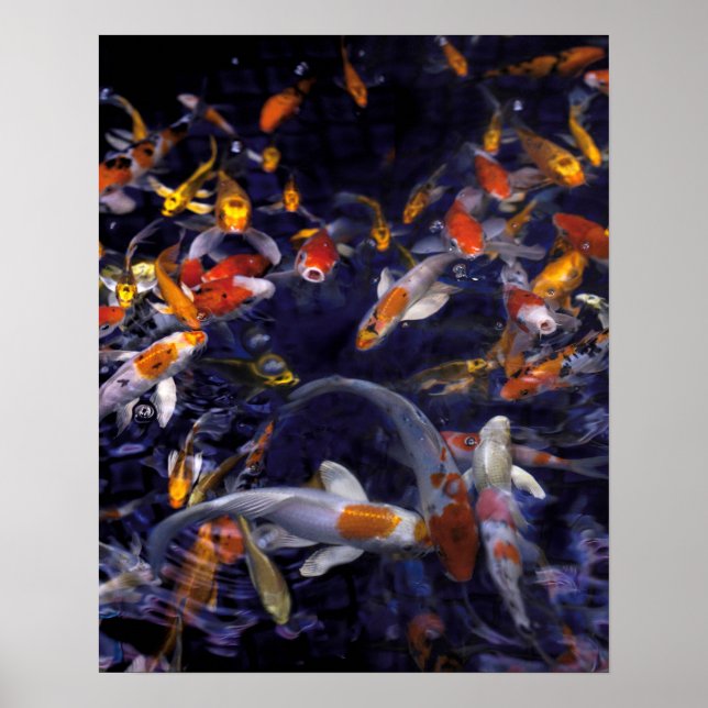 KOI FISH OVER FLOWING POSTER (Vorne)