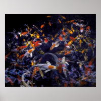KOI FISH OVER FLOWING