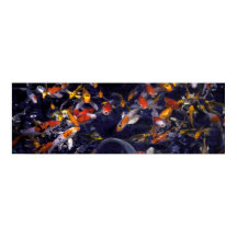 KOI FISH OVER FLOWING
