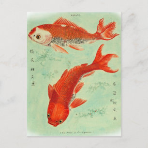 Koi Fish Postcard Postkarte