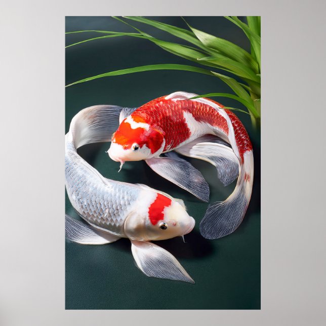 Koi Fish Poster (Vorne)