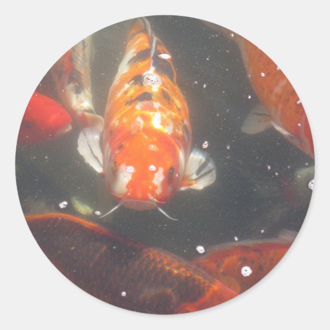 Koi Fish rutschen zwischen den noch grünen Gewässe Runder Aufkleber (Vorderseite)