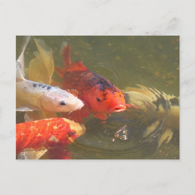 Koi fish v.1 postkarte (Vorderseite)