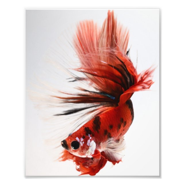 Koi Halfmoon Betta Fish Fotodruck (Vorne)