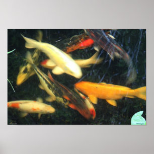 Koi Impressions Poster