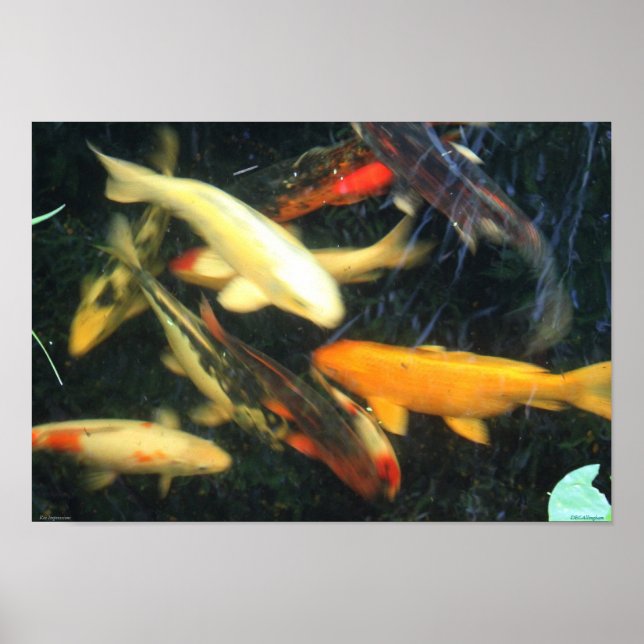 Koi Impressions Poster (Vorne)