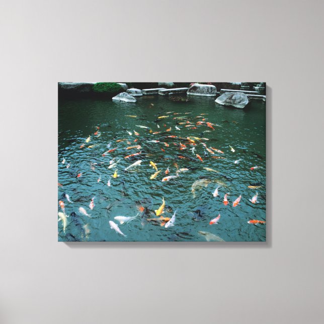 Koi in einem Teich Leinwanddruck (Vorderseite)
