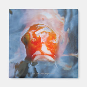 Koi Karpfen (Cyprinus Carpio), Japan Magnet