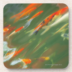 Koi Karpfen-Fischschwimmen in einem Teich Getränkeuntersetzer