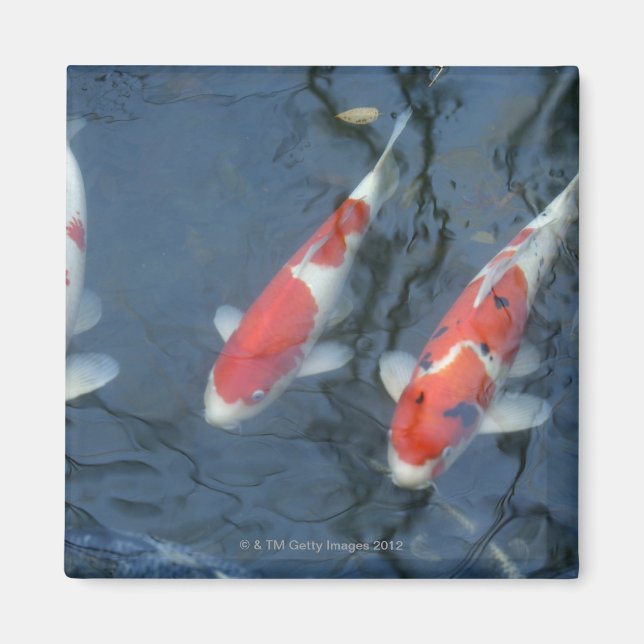 Koi Karpfen im Teich, Hochwinkel Magnet (Vorne)