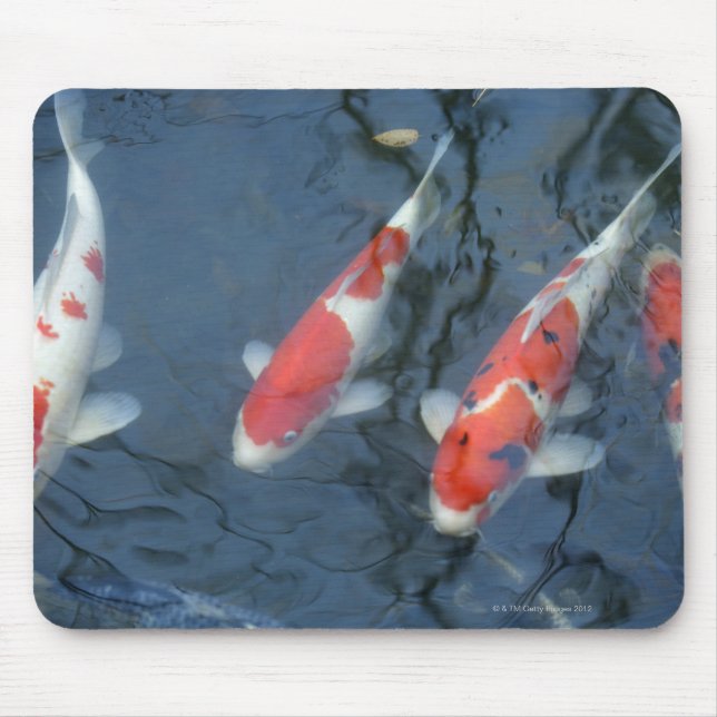 Koi Karpfen im Teich, Hochwinkel Mousepad (Vorne)