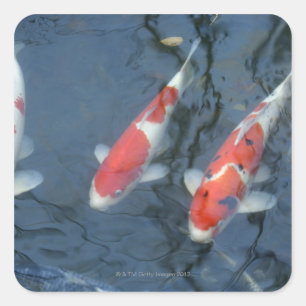Koi Karpfen im Teich, Hochwinkel Quadratischer Aufkleber