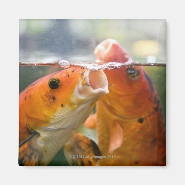 Koi-Karpfen Magnet (Vorne)