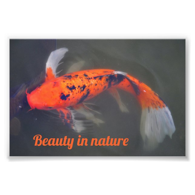 Koi, Pez Carpa Fotodruck (Vorne)