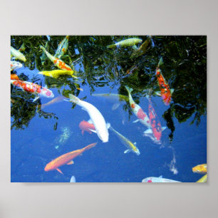 Koi Plakat