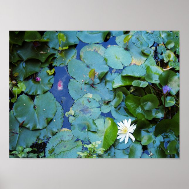 Koi Pond Poster (Vorne)